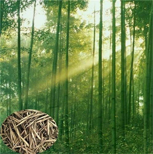 Garden Plant Seed 20+ Giant Moso Bamboo Seeds Perennial Evergreen Grows Edible Bamboo Shoots