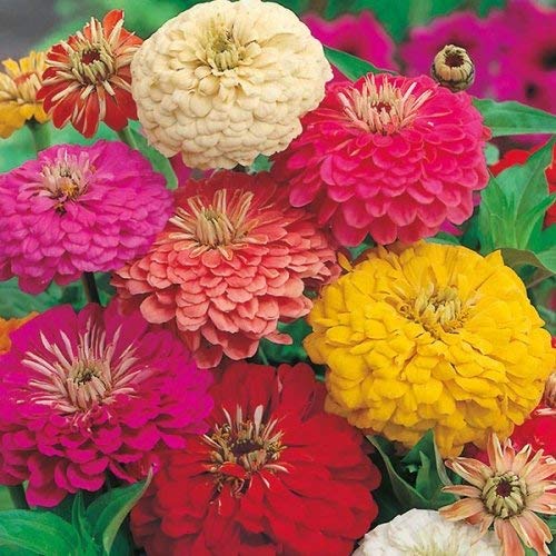 FLARE SEEDS Zinnia Mix Flower Seeds Pack of 258 Seeds (B09BL9GBFP) Amazon Price History, Amazon Price Tracker