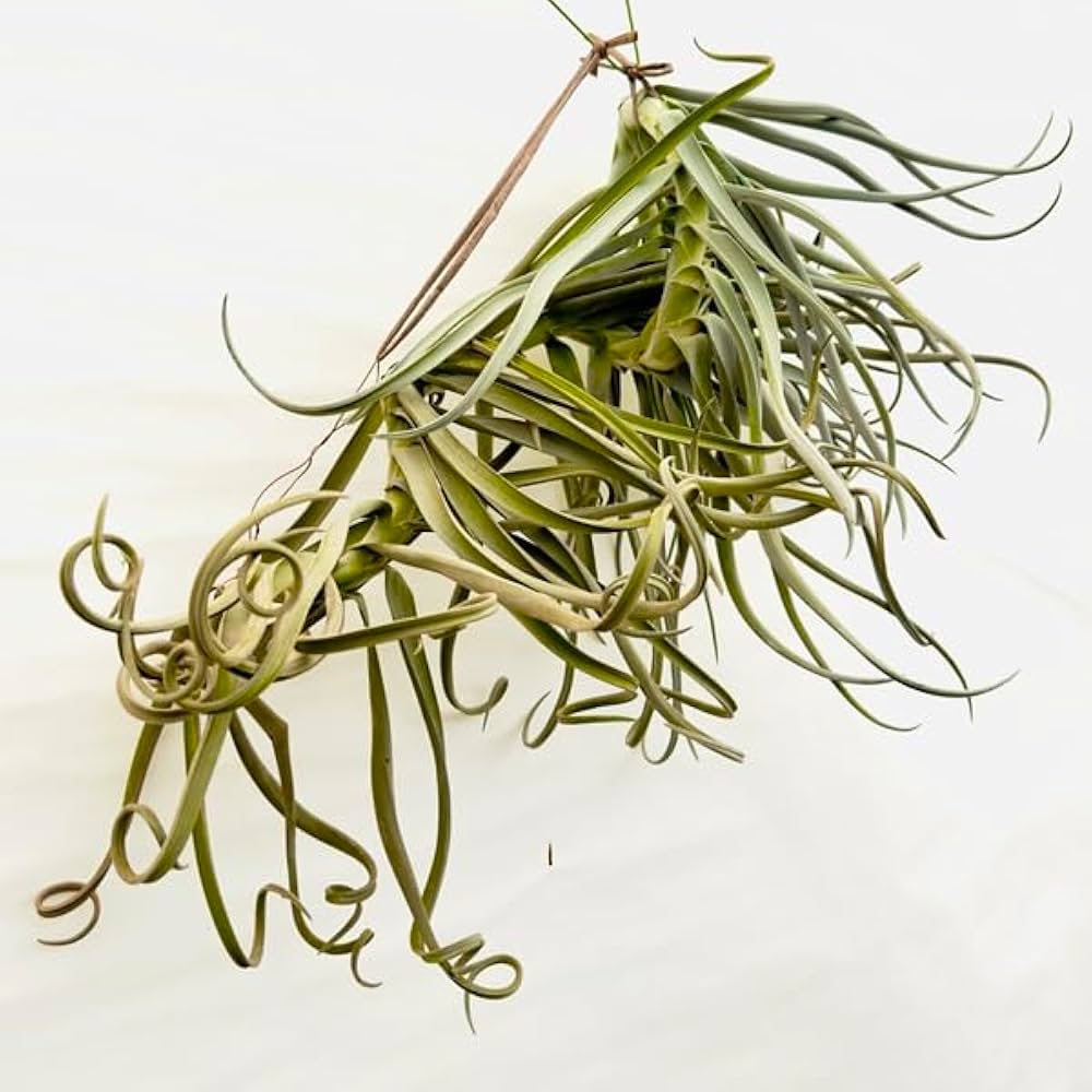 Amazon|観葉植物:チランジア エアープランツ ドラティ 現品 Amazon|観葉植物:チランジア エアープランツ ドラティ 現品