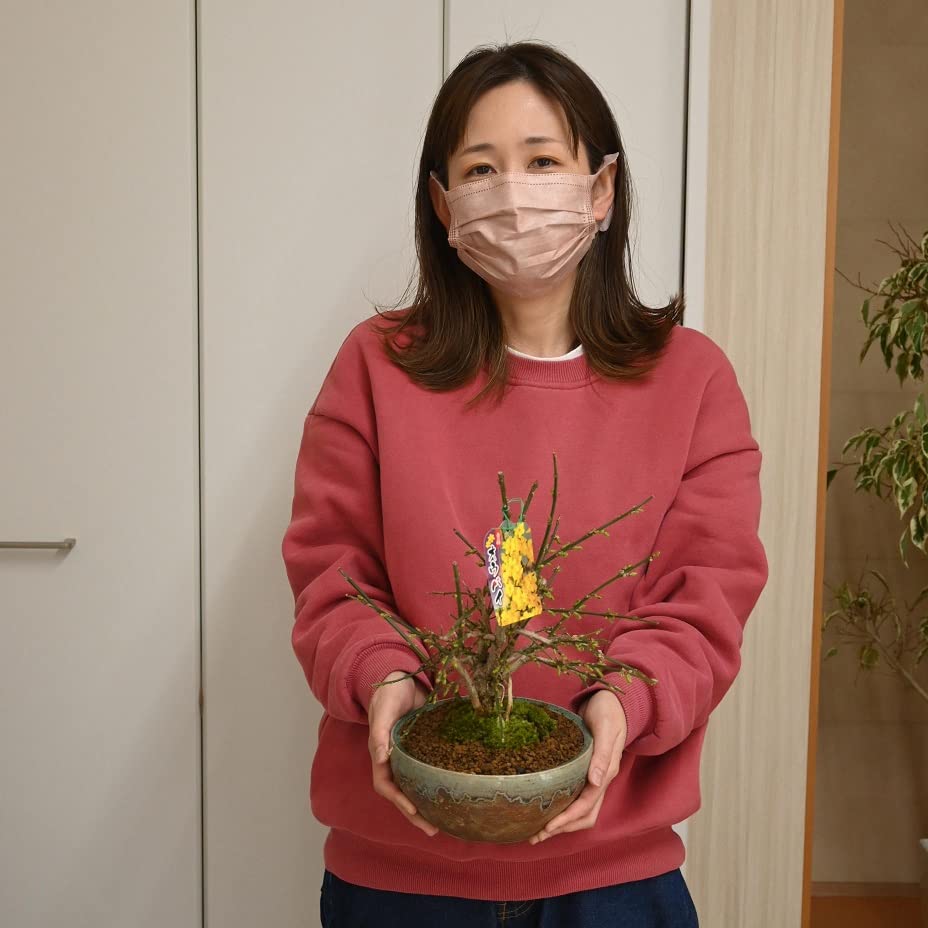 Amazon.co.jp: 黄梅盆栽 おうばい オウバイウメ : DIY・工具・ガーデン