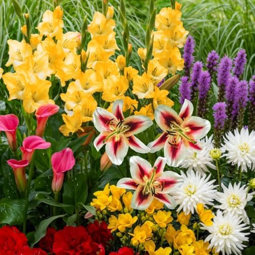 Blumenzwiebeln Mehrjährig Winterhart - Sommerblumen Colorful Kollektion - 50 Zwiebeln - Gladiolen/Dahlien/Calla/Lilien/Freesien/Liatris - Echte Pflanzen aus Holland für Garten und Topf