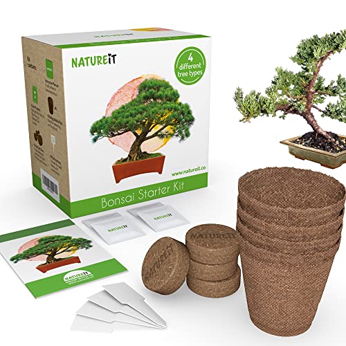 Top 10 Best Beginner Indoor Bonsai Tree Reviews & Buying Guide Katynel