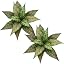 Aglaonema - Green and Pink Variegated 2 Pack