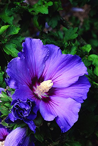 Attractive Bluebird Hardy Hibiscus