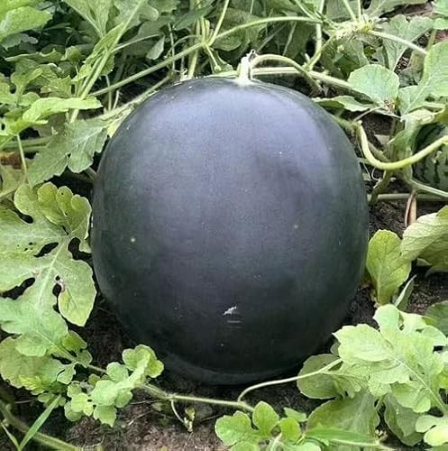 Cetechondra 720303 Densuke Wassermelonen Samen Grün (100 Stück)