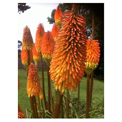 Premier Seeds Direct Kniphofia Crown Hybrid Seeds Cover