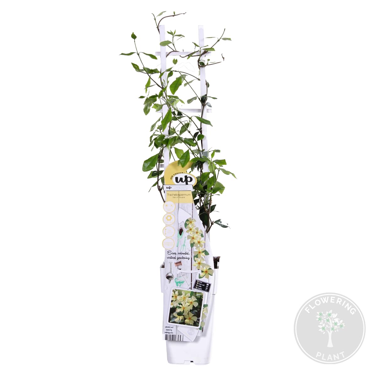 Bloomique - Trachelospermum jasminoides - Gelsomino toscano - Giallo - Rampicante - Pianta da giardino - Sempreverde - Resistente al freddo - Alta 50-70 cm - Vaso da 15 cm