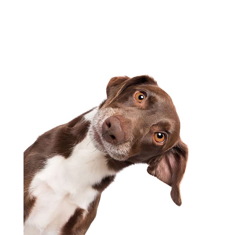 Décalcomanie amovible tête de chien 20cm pour décoration maison