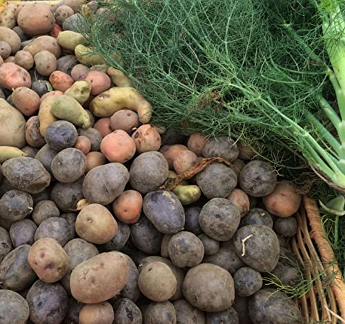 Simply Seed Potato Mix, 5 lbs. Certified Seed Non GMO Red Pontiac, Golden Yukons and Purple Majesty