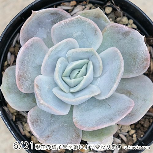 エケベリア 青緑色 多肉植物 エケベリア 青緑色 多肉植物