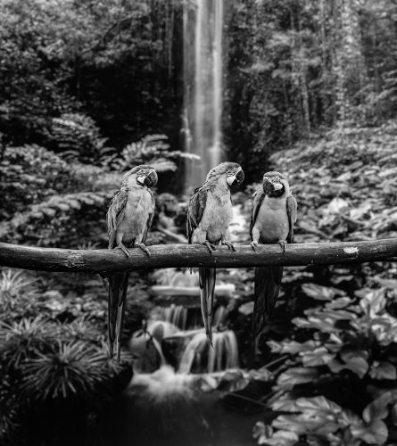 Bilderdepot24 Carta da Parati in TNT Papagallo Blu...