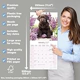 Avonside Czekoladowy Labrador 2027 Kalendarz z Naklejkami Organizacyjnymi, 16-Miesięczny Kwadratowy Kalendarz Ścienny (wrz 2026 - gru 2027), Planer dla Miłośników Psów, 29,5 x 29,5 cm