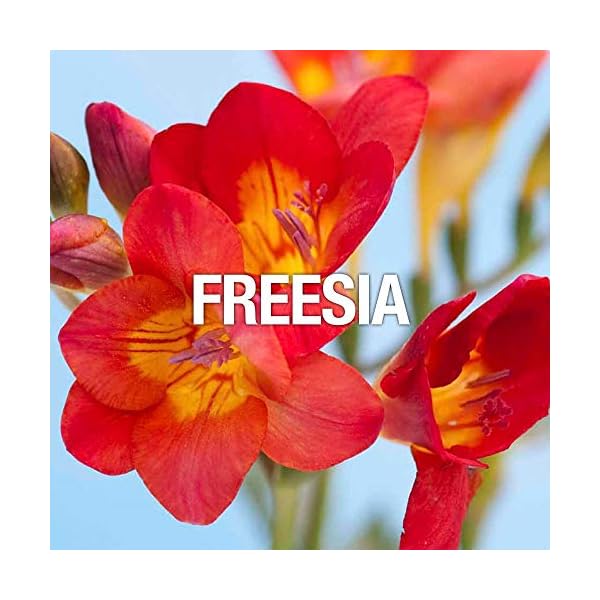 Curve Chill Eau De Toilette Perfume Spray, Perfume for Women 3.4oz