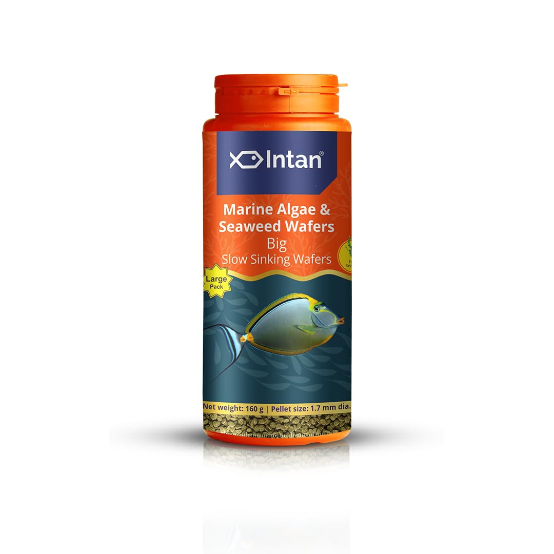 Growel Intan Marine Algae & Seaweed Wafers (Big 1.7mm Slowly Sinking) | 160gm - Highly Nutritious Ornamental Fish Food for Marine fish - Surgeons, Tangs & Angels (B0CF9893G1) Amazon Price History, Amazon Price Tracker