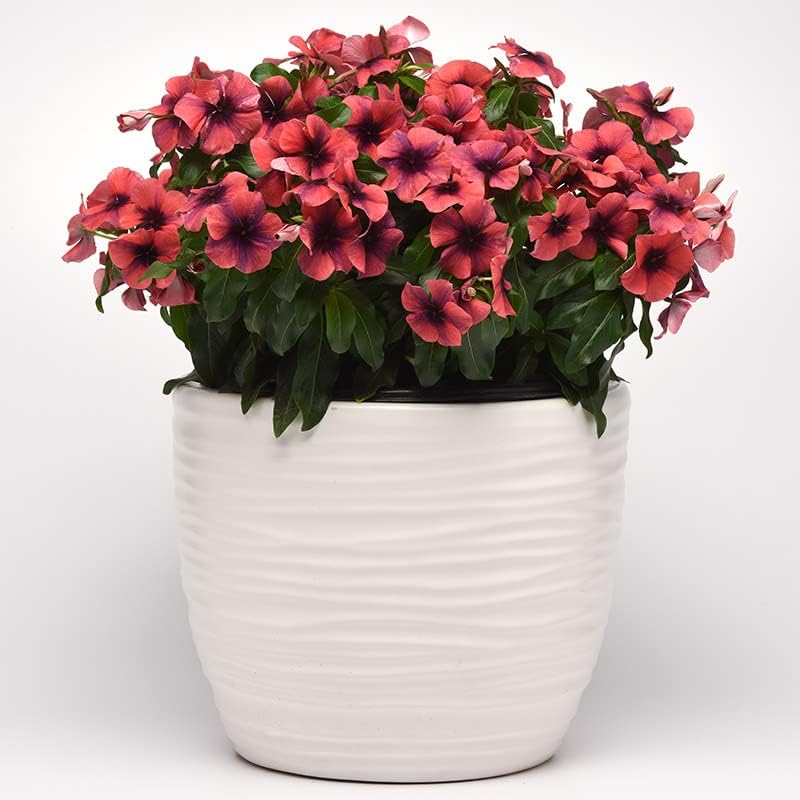 Miniatura 4 de Semillas de Vinca - Semillas de Papaya Tatuaje - SIN TRATAR - 25 Semillas