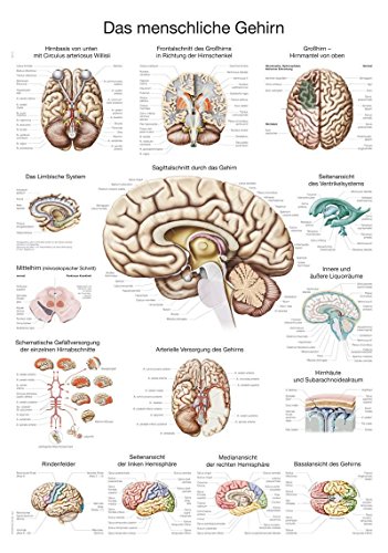 Lehrtafel"Das menschliche Gehirn" (deutsch), 50x70cm
