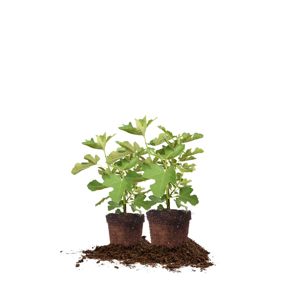 Chicago Hardy Fig 2-Pack
