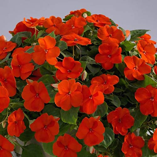New Impatiens Flower Seeds 100pcs Orange Generic