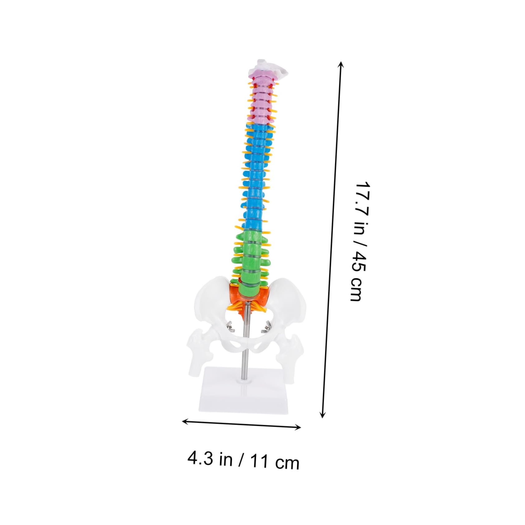 Mobestech 45cm Colorful Spine Pelvis Sturdy PVC Spine Model for Doctor Nurse and Student Learning