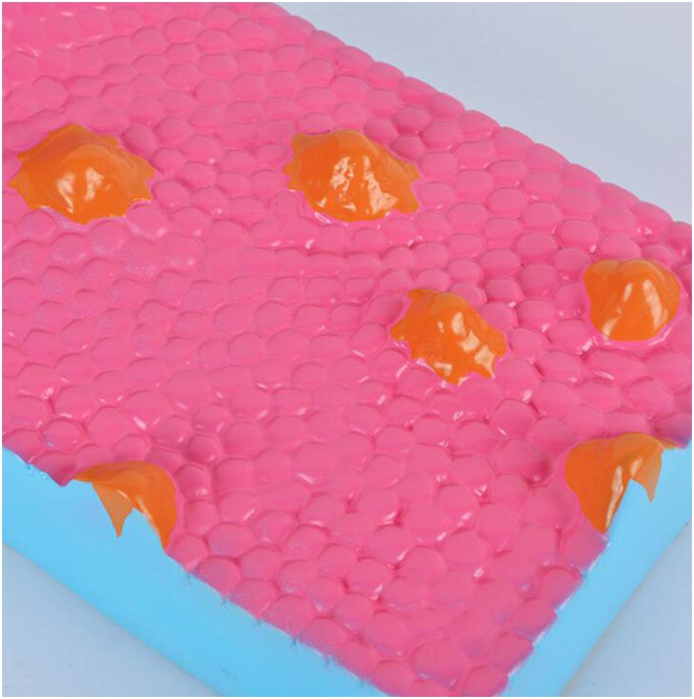 Modele medyczne mozaiki z membraną komórkową,Modele medyczne membrany komórkowej badanie zasoby anatomia Modele medyczne,materiał PVC biologiczny Modele medyczne nauczania,do prezentacji nauczania