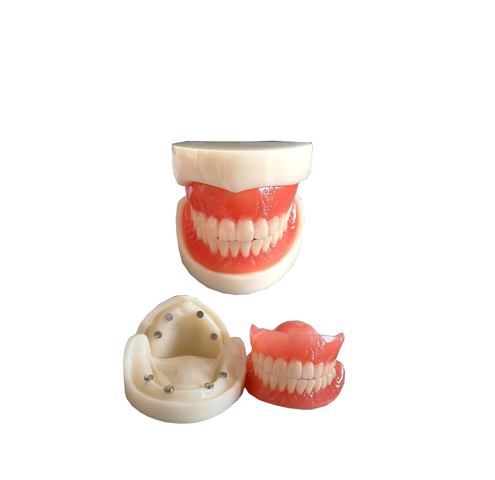 Modello di Protesi Dentale - Modello di Studio Modello di Denti per Impianto Ad Adsorbimento Magnetico per Protesi Completa - Modello Educativo per Denti Dentali - per L'