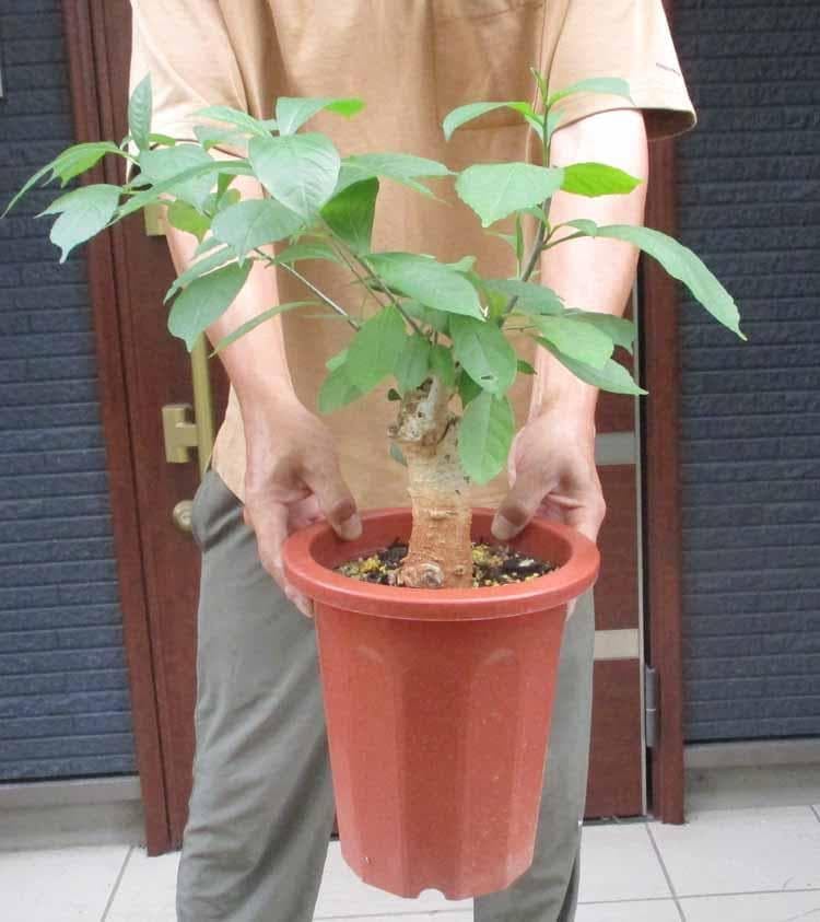 Amazon.co.jp: 発根済 大株 バオバブの木 バオバブ ディギタータ 7号鉢