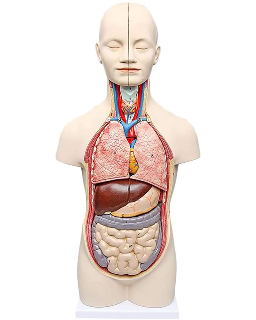 50 CM人体胴体解剖モデル取り外し可能12 Teile人体内臓モデル
