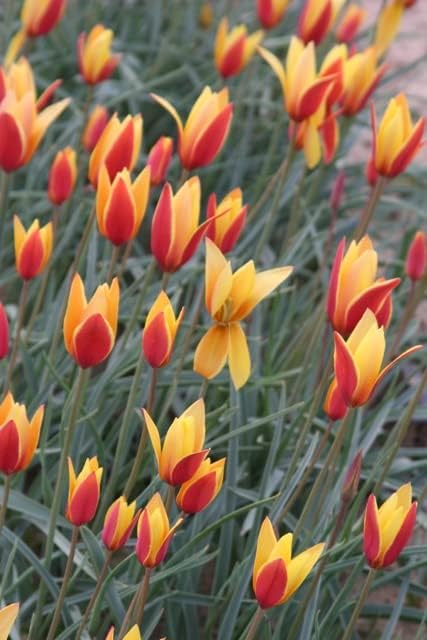 Miniatura 3 de Tulipa clusiana 'Tubergen's Gem'  20 bulbos saludables para producir encantadores tulipanes rojos y amarillos de especies de primavera por The