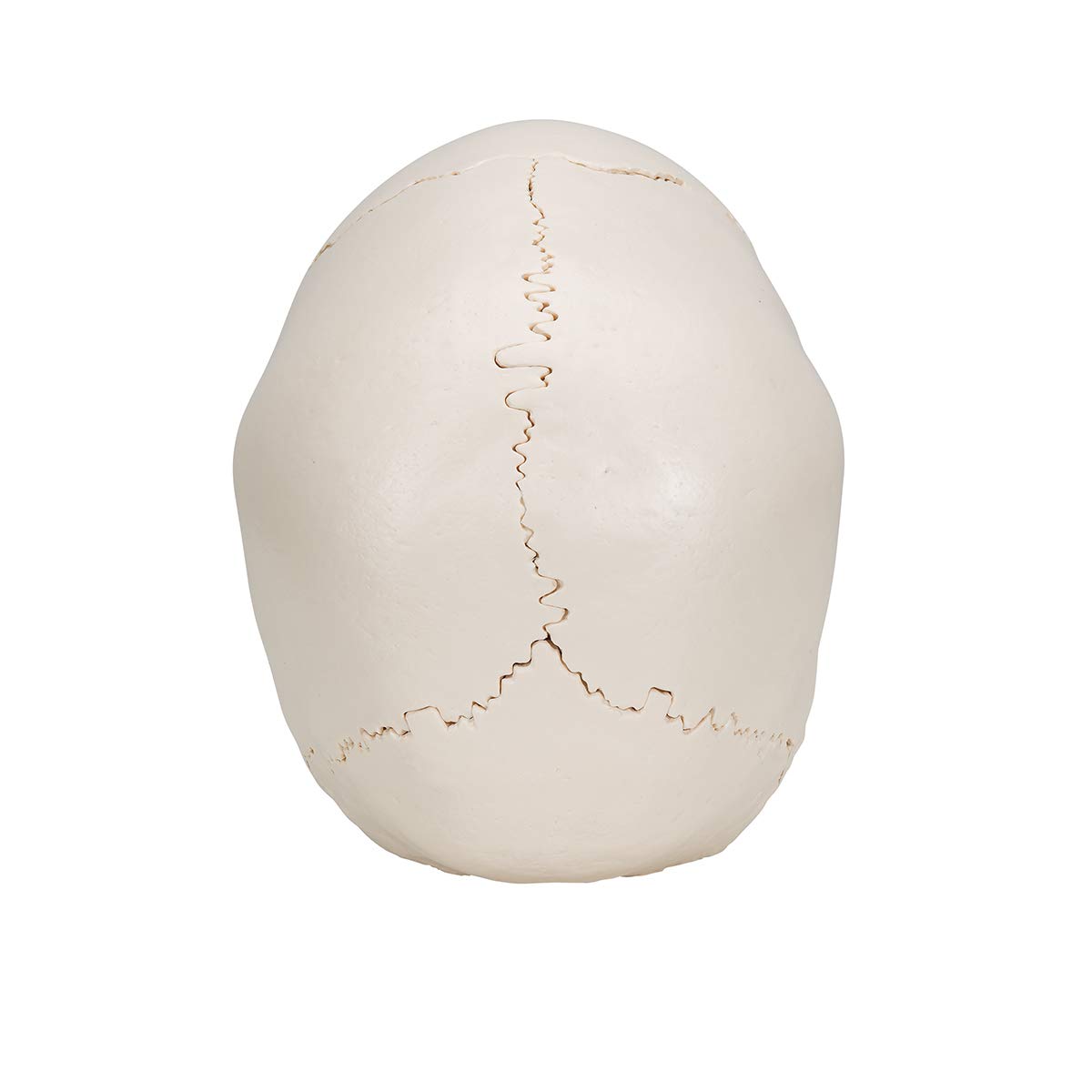 3B Scientific A290 Cranio Scomponibile 3B Scientific, Versione Anatomica in 22 Parti + software gratuito di anatomia - 3B Smart Anatomy