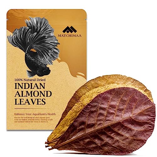 MATCHIMAA Premium Indian Almond Leave - Aquarium Accessories Catappa Leaves Balance pH Water...