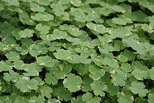 Image Hydrocotyle sibthorpioides variegata - Marginal Pond Plants -7 cm