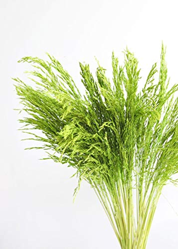 Afloral Preserved Congo Grass in Green