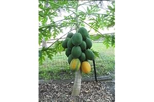 10+ Very Fresh Rare Dwarf Waimanalo Papaya Tree Seeds