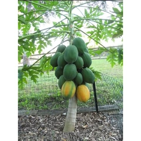 10+ Very Fresh Rare! Dwarf Waimanalo Papaya! Tropical Fruit Tree Seeds Plant Cover