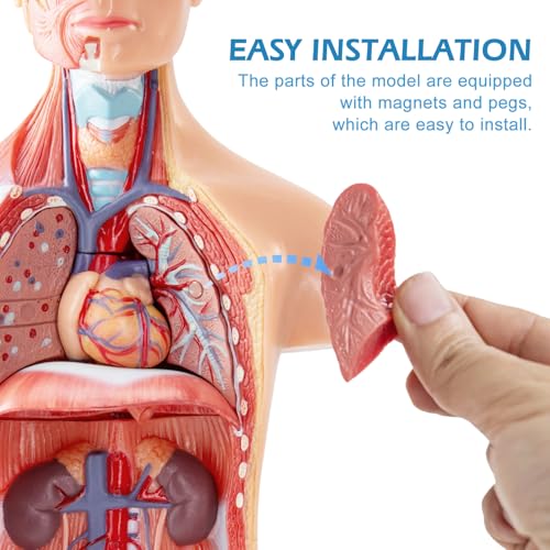 Image of Human Body Model for Anatomy Study, 15 Part 11'' Human Torso Model with Removable Organs Brain Lung Stomach Heart for Medical Student Lab & Classroom Use
