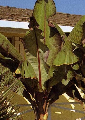TROPICA - Ethiopian Banana (Musa ensete ventricosum) - 7 Seeds - Mediterranean