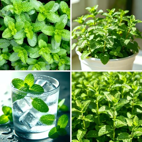 CarpetC 4000+ Mint Seeds for Planting Mentha Culinary Herb Collection Fragrant Perennial for Gardens and Containers Non-GMO Heirloom