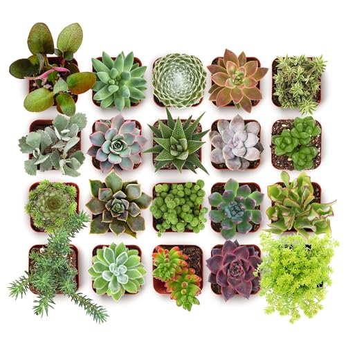 Shop Succulents Everything Mini Succulent Plant Pack Live Mini Succulent Plants Assorted Colorful Mix Easy Care Houseplants Gardening Terrariums Gifts & Party Favors 2 Pots