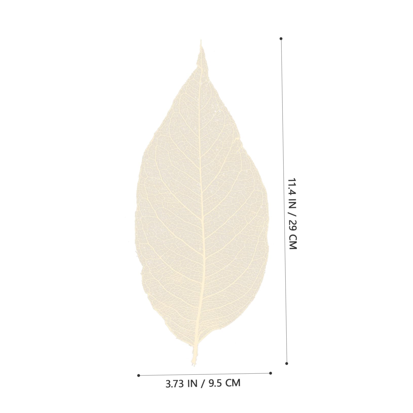 Spécimen de Feuilles Séchées Naturelles 100 Pcs, Blanc | Matériaux de Bricolage Faits Main, Feuilles Blanches Résistantes, pour Création Artistique et Fêtes