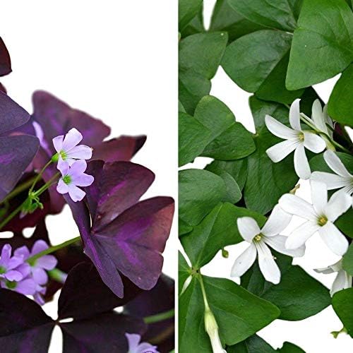 Oxalis Triangularis and Regnelli Combo