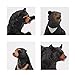 Realistic Wild Life Jungle Animal Figures Model Black Bear Family Playset Eduactional Toys Playset Figurine Statue Classroom Desktop Decoration for Kids Toddler Party Supplies(5 pcs)