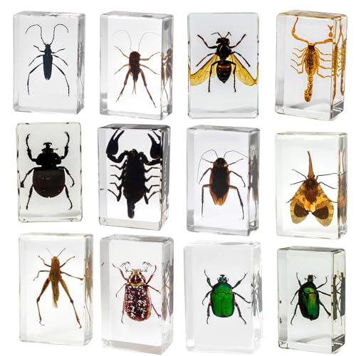 ALMASI 12 PCS Insect in Resin Specimen Verschillende Bugs Collection