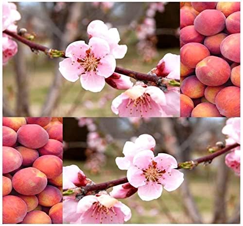 Miniatura 9 de Prunus persica nemaguard (Nemaguard Peach) Semillas de árboles frutales, portainjertos populares utilizados en el cultivo de melocotoneros, semillas