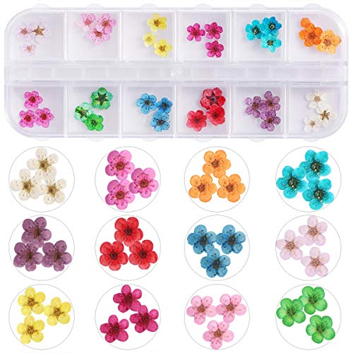 Fleurs Séchées Pour Nail Art - 12 Couleurs, Vraies Fleurs, Boîte Transparente - 2