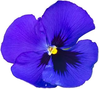 Autumn/Winter Flowering Plants - Pansy 'Blue Blotch' - 20 x Full Plant Pack - Garden Ready + Ready to Plant - Premium Quality Plants