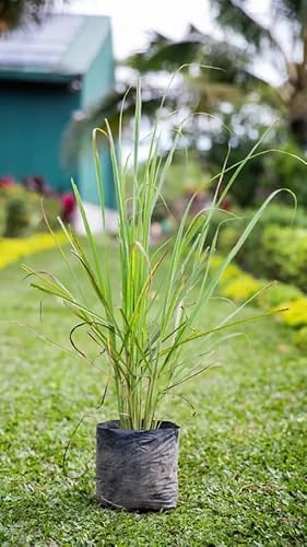 No CA, Big Potted Lemon Grass Live Plants Well Rooted, Set 5-6 Plants Per Pot, Fragrant Lemongrass Plants Live