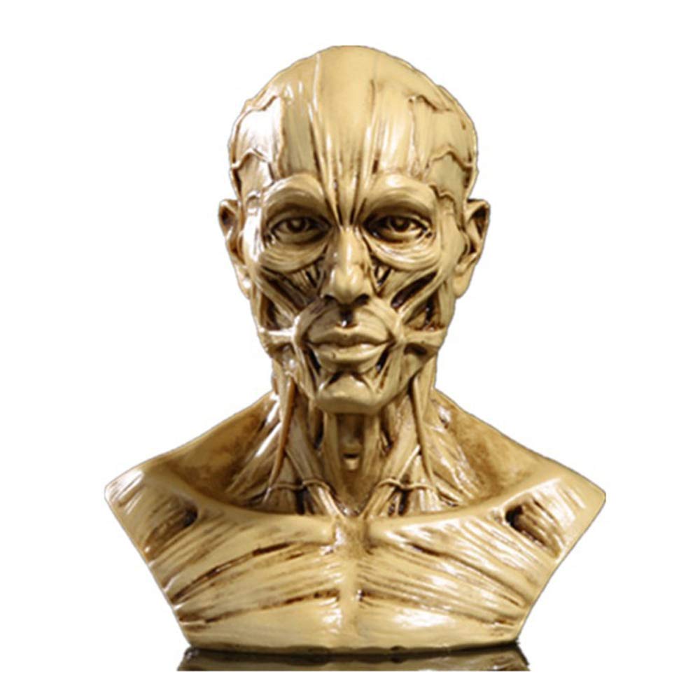 Buy VOANZOResin Human Model Anatomy Skull Head Muscle Medical Model