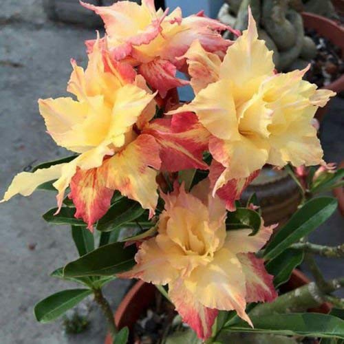 See full amazon price history chart for Royal Paradise Garden Live Adenium Desert Rose 1 Seedling Plant in Plastic Pot - Variety : Golden King Royal Paradise Garden Live Adenium Desert Rose 1 Seedling Plant in Plastic Pot - Variety : Golden King (B07NHDWVPC) Amazon Price History, Amazon Price Tracker