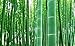 100+ Giant Timber Bamboo Seeds – Rapid-Growth Bamboo – Ideal Privacy Hedge, Windbreak, Landscaping, Indoor/Outdoor Pots – Symbol of Luck & Prosperity