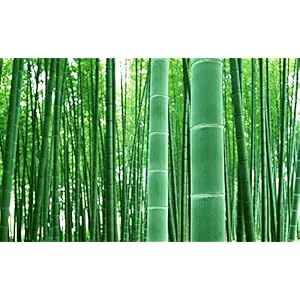 100+ Giant Timber Bamboo Seeds for Planting | Exotic and Fast Growing | Ships from Iowa, USA | Landscaping, Privacy…